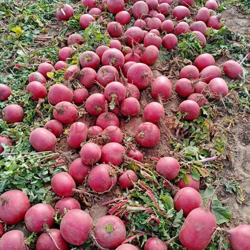 2021新东北大红萝卜卞萝卜红皮白心大红袍圆新鲜雌性甜脆一份 百世