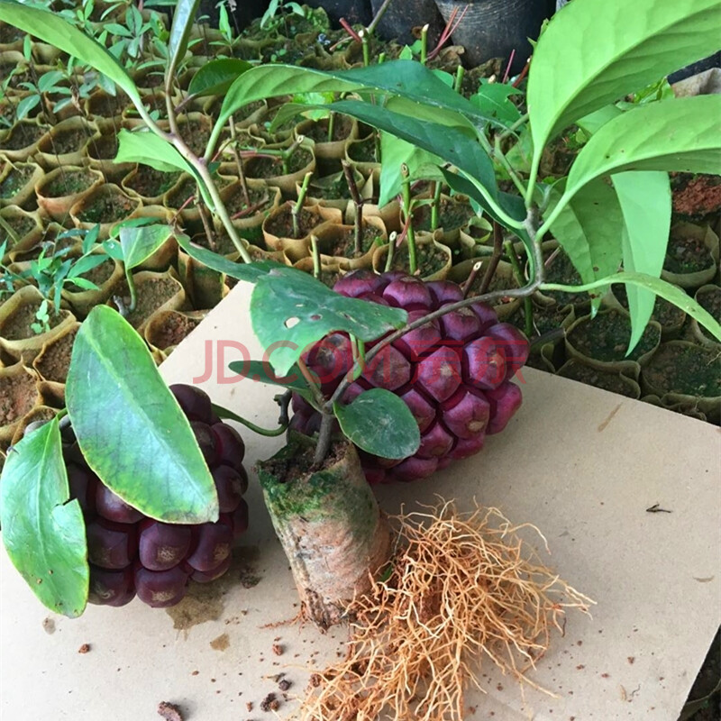 黑老虎苗布福娜水果树苗爬藤植物耐寒品种南北方庭院阳台盆栽种植 3棵