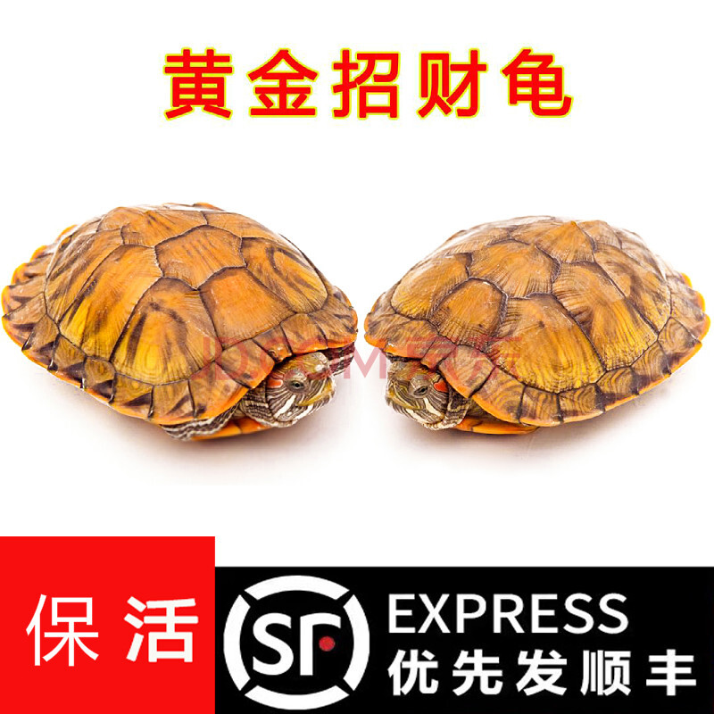 【顺丰速运】黄金巴西龟小乌龟活物杂食放生长寿红耳龟观赏宠物龟苗