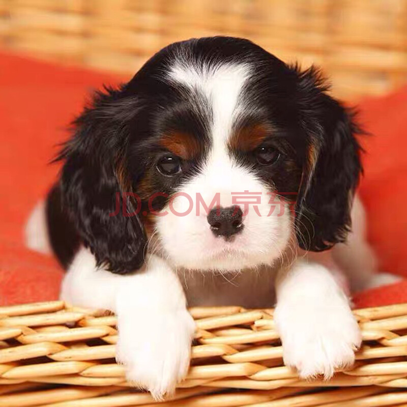 快汪 查理王小獵犬幼犬騎士寵物狗純種小型犬狗狗活體幼崽公母均有