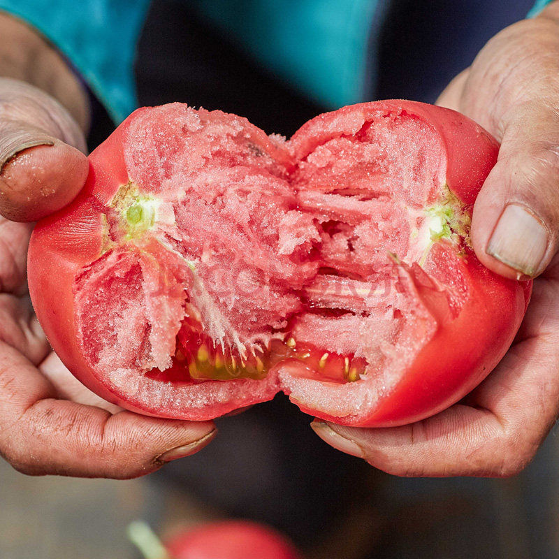 云南沙瓤番茄普罗旺斯西红柿士新鲜水果生吃蔬菜孕妇当季自然熟新鲜