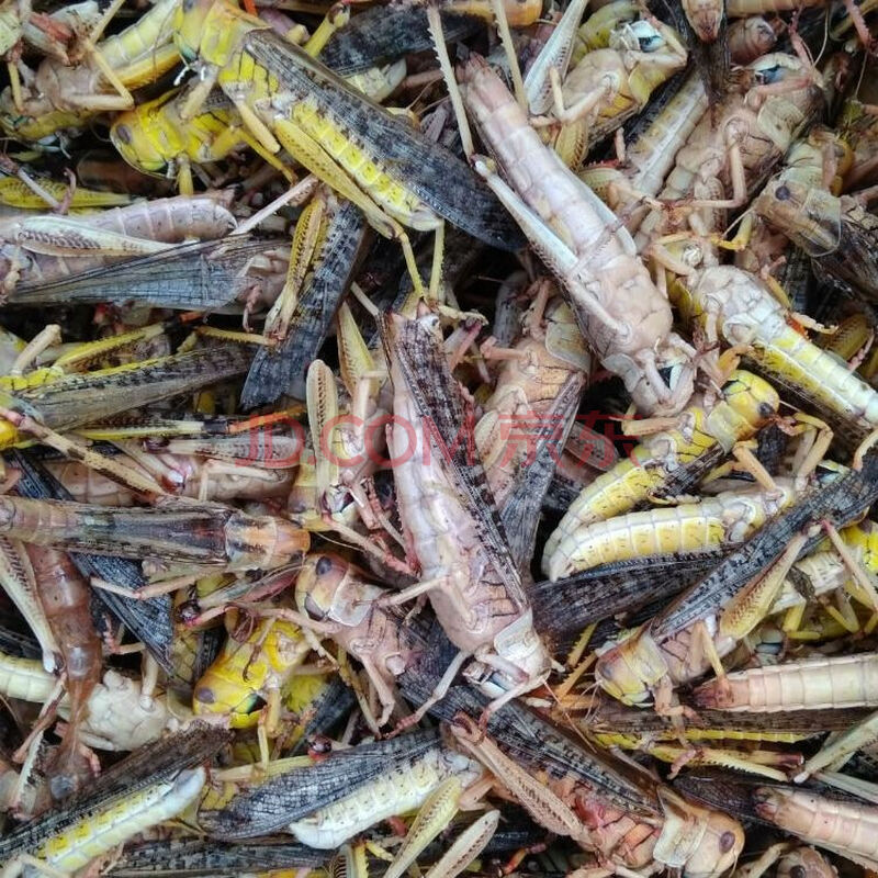 蚂蚱新鲜活体冰冻蚂蚱蝗虫去翅公母蚂蚱蚱蜢东亚飞蝗油炸蚂蚱 带翅膀