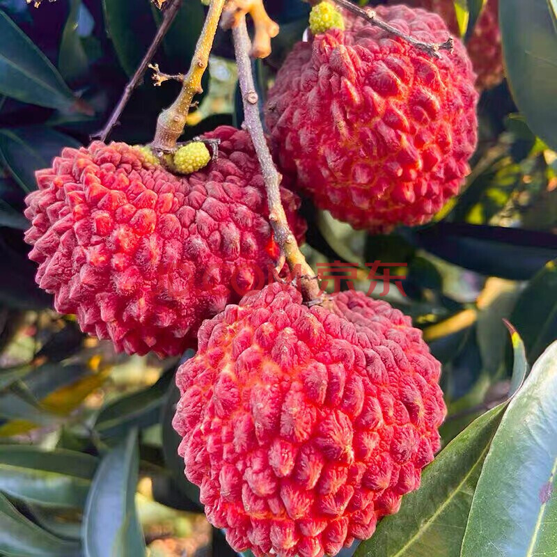 海南火山荔枝王永兴荔枝现货新鲜水果农家火山岩果园新鲜采摘 4斤