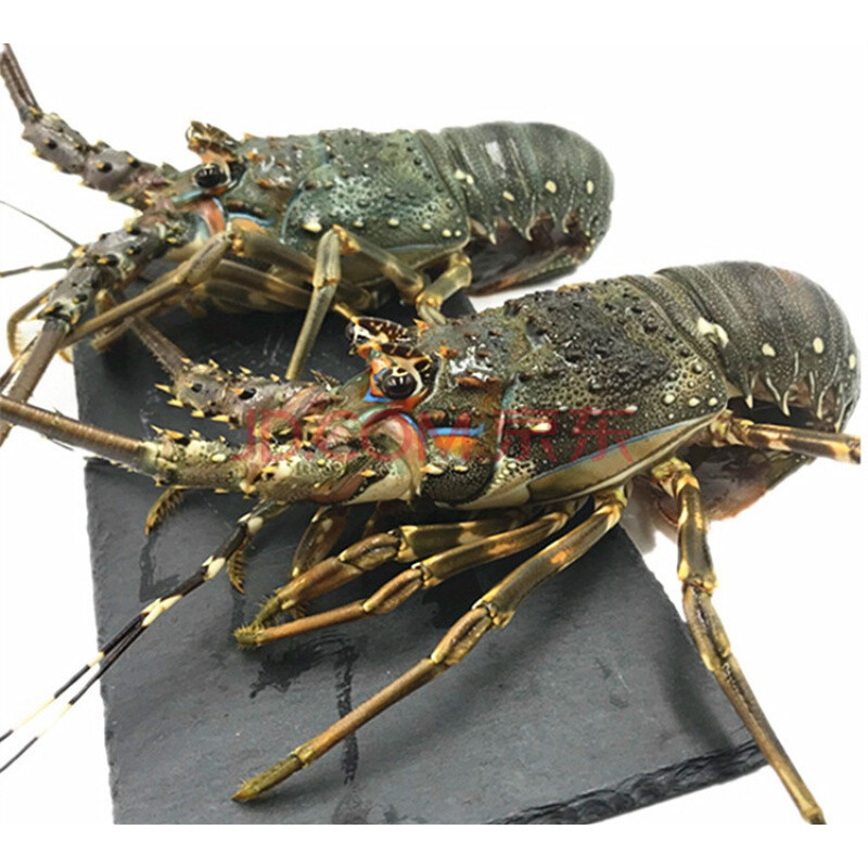 【青奢】印尼进口海鲜鲜活大小青龙虾花龙虾波士顿龙虾 250g/只