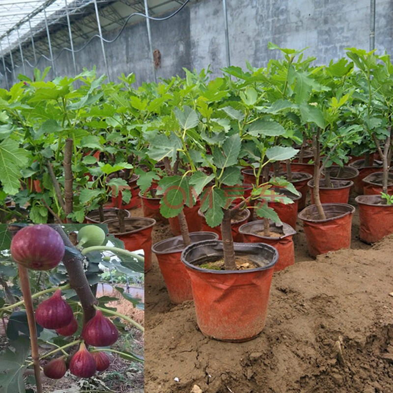 盆栽無花果樹果苗矮化苗波姬紅南方北方種植室內陽臺當年結果帶原土帶