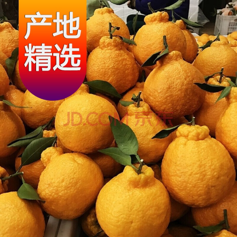耙耙柑和沃柑哪个营养好(耙耙柑和沃甘区别)