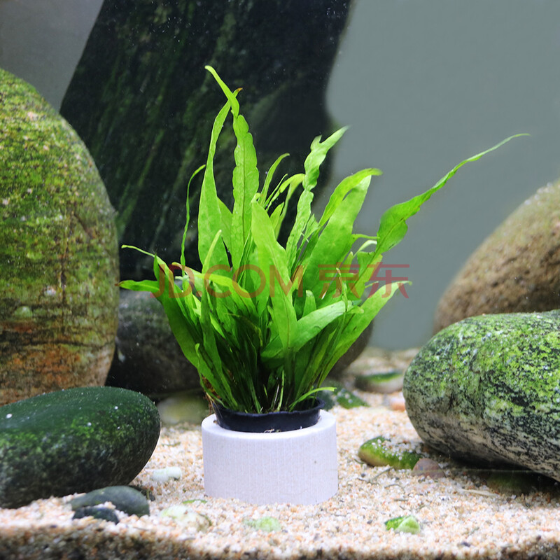 丹麦细叶铁皇冠草中后景草懒人水草鹿角铁带底座水草活体 迷你铁1杯