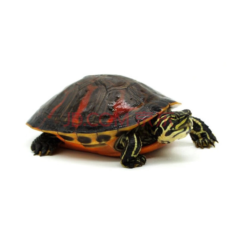 龟真寿 乌龟活体 红腹火焰龟 素食吃菜观赏龟活物 宠物乌龟 1只(8-9cm