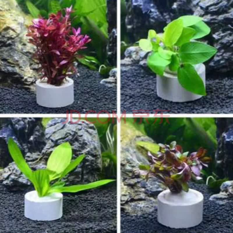 水草固定环水草定植杯大号生化陶瓷环种植水草杯新手养草水草固定底座