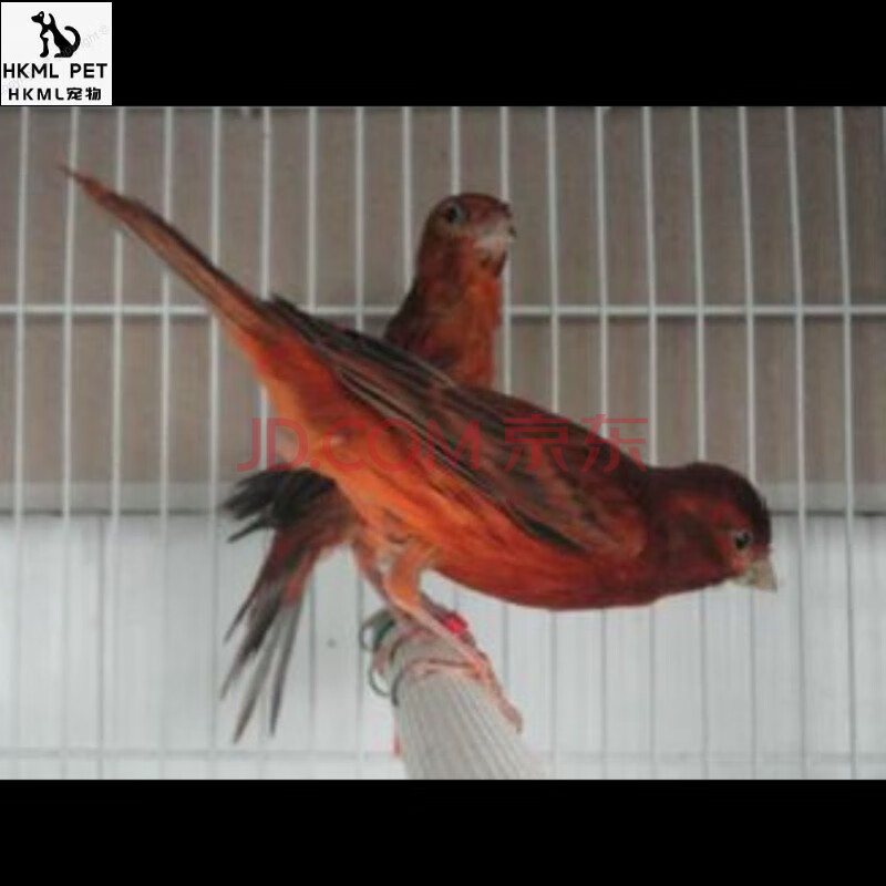 活體玉鳥山東黃玉鳥籠養鳴唱鳥小鳥辣椒紅玉鳥揚州黃 紅桂皮母