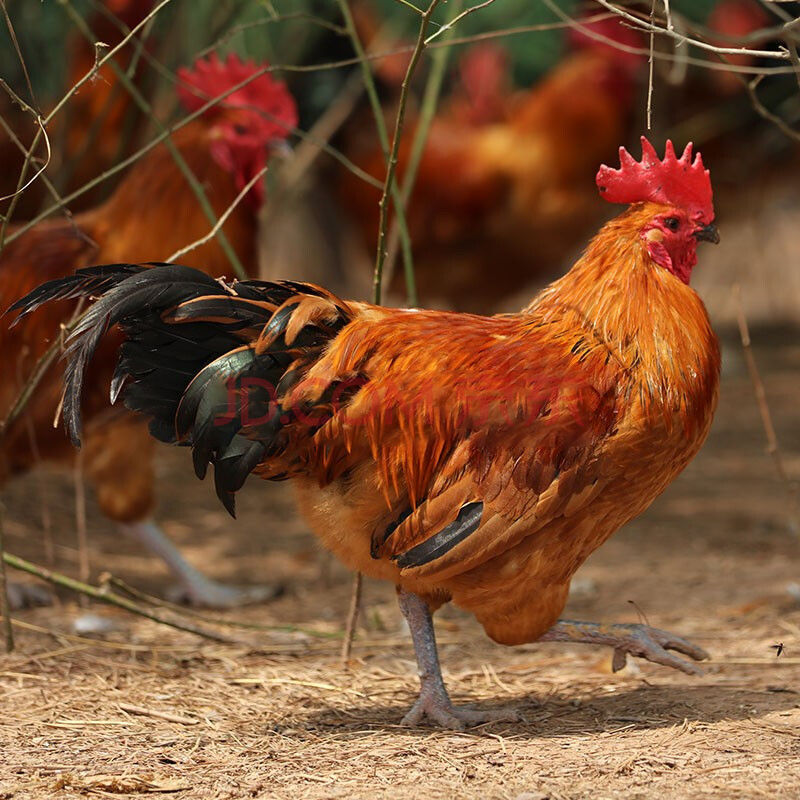 公鸡农家散养土公鸡共发2只大公鸡约6斤 两只(共6斤)