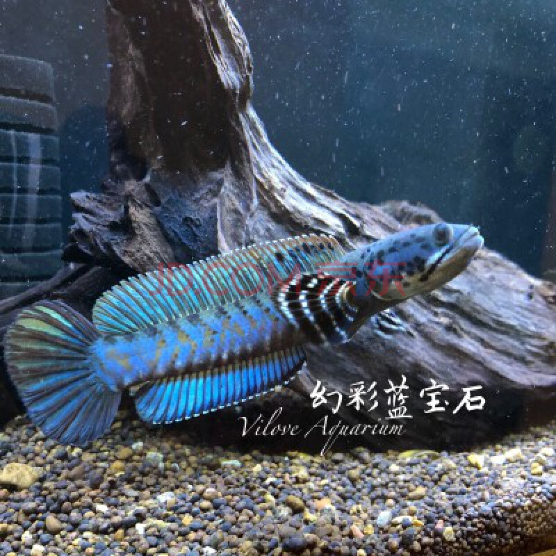 【寵物】阿薩姆奶茶雷龍幻彩藍寶石雷龍魚幻彩紅寶石雷龍魚酒紅雷龍