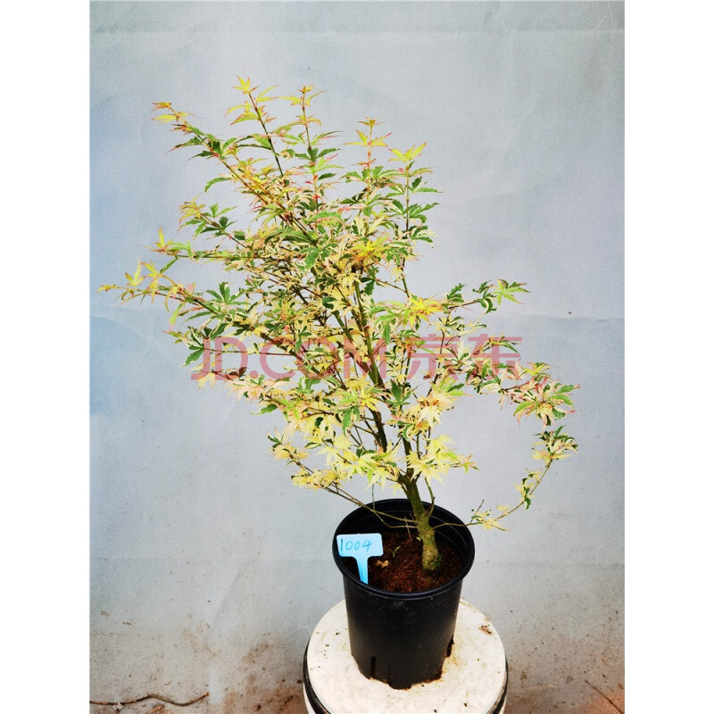 正宗日枫蝴蝶锦枫红七变化彩叶红枫小盆栽虎雀 1004号粉色系蝴蝶锦枫