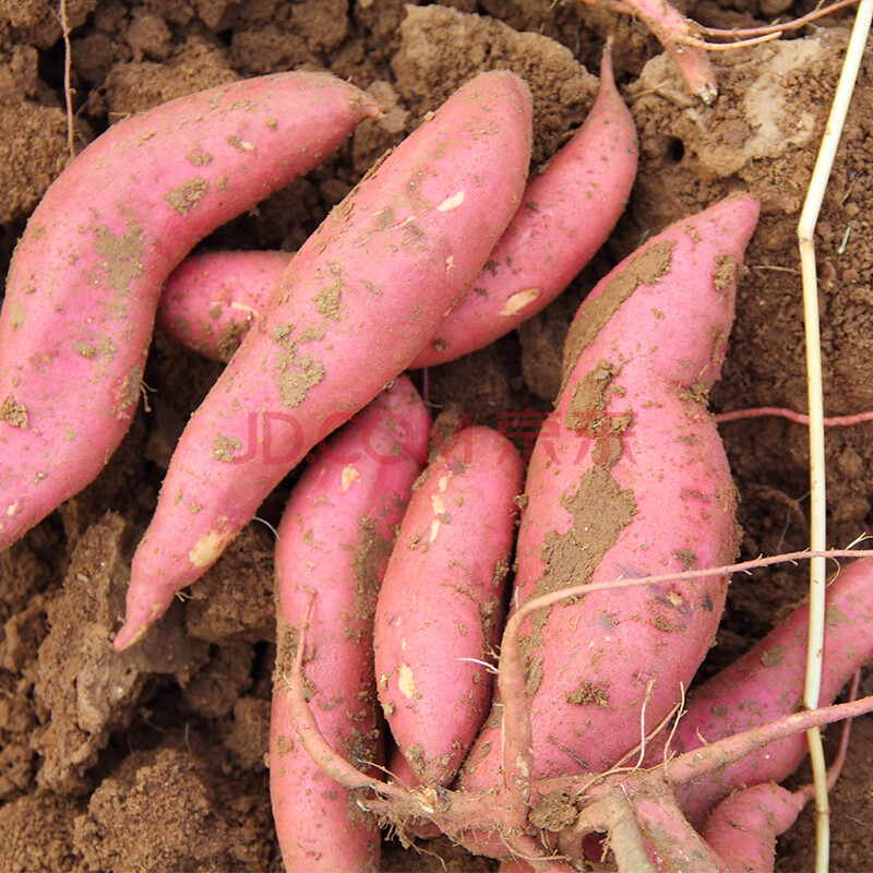 【密云馆】农家种植红心蜜薯软糯香甜红薯西瓜红 【精选大果】5斤