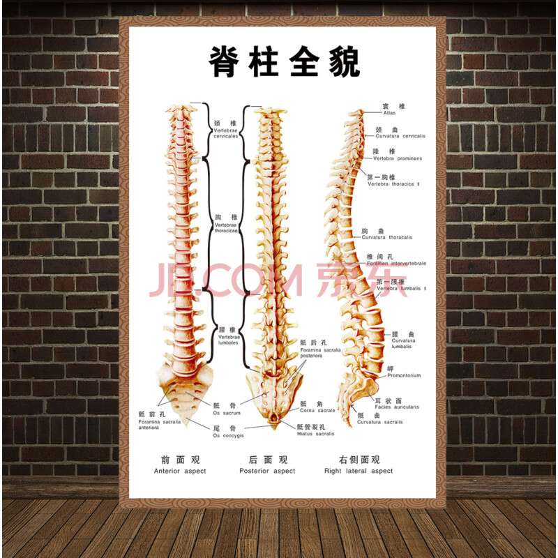 云图人体椎间盘常见病变颈椎脊椎息图骨骼挂图医院腰椎间盘突出墙贴