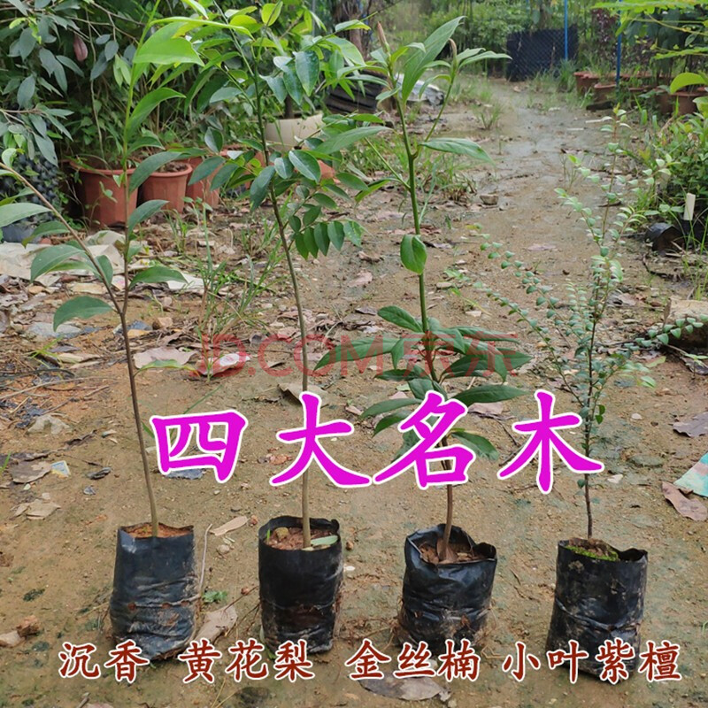 正宗海南黃花梨樹苗名貴苗木沉香苗降香黃檀小葉紫檀金絲楠木苗盆栽