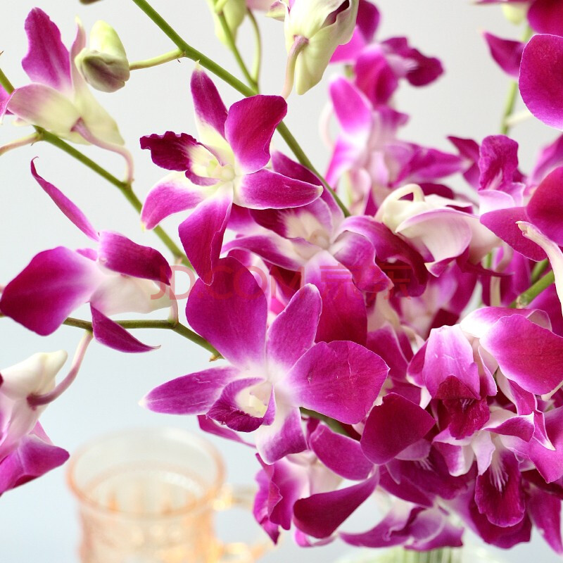 云南藏霞 泰国进口洋兰鲜花家居水养七夕礼物 基地直发 洋兰紫色10枝