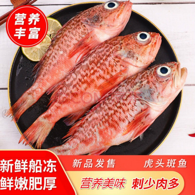 虎頭斑魚老虎斑魚海鮮水產冷凍批發魚肉海捕石斑魚深海魚 鮮露噠