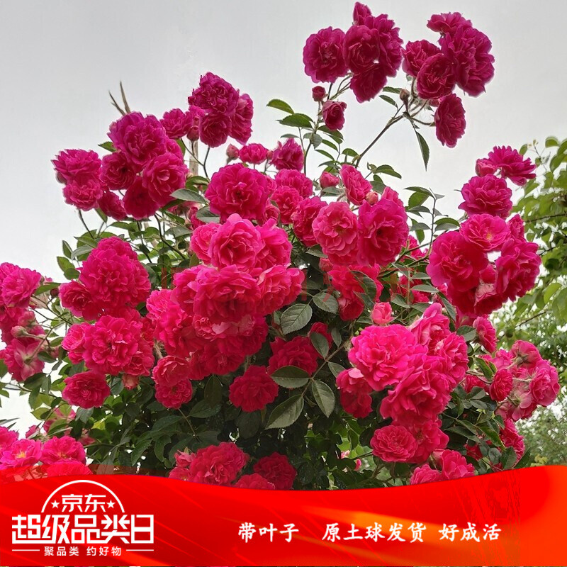 季开花盆栽花卉地栽月季蔷薇浓香绿化苗木四季红黄木香花苗白木香树苗