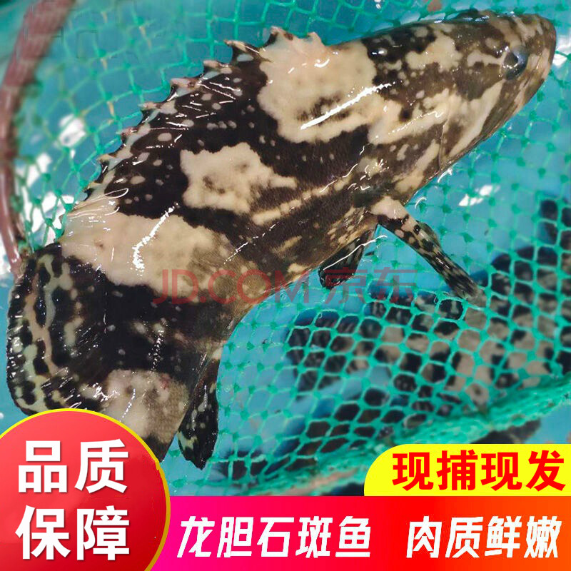 大龍膽石斑魚海鮮水產鮮活深海海魚新鮮龍躉魚現捕大石斑魚包順豐 鮮