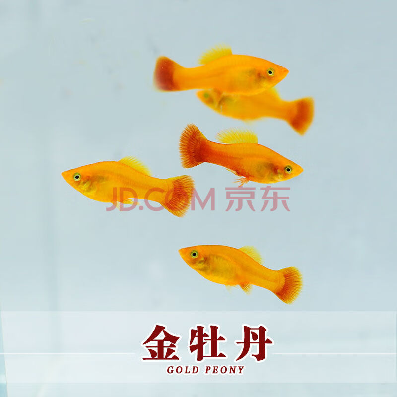 淡水繁殖觀賞魚小型魚孔雀鳳尾魚活體瑪麗米奇牡丹月光套餐 金牡丹15