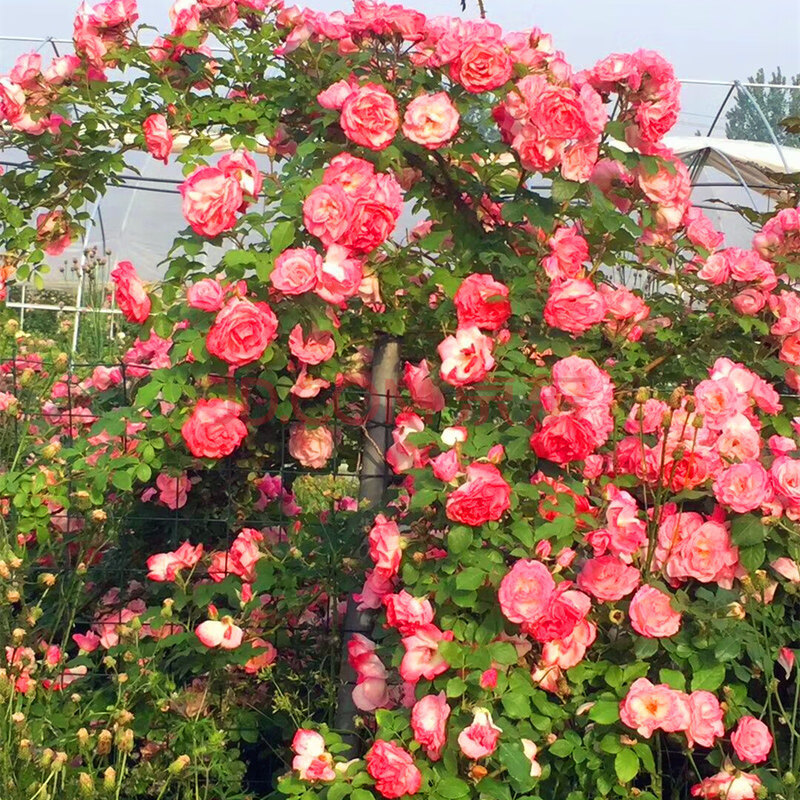 爬藤月季薔薇花苗大花濃香庭院藤本花卉植物陽臺盆栽玫瑰四季開花 m6