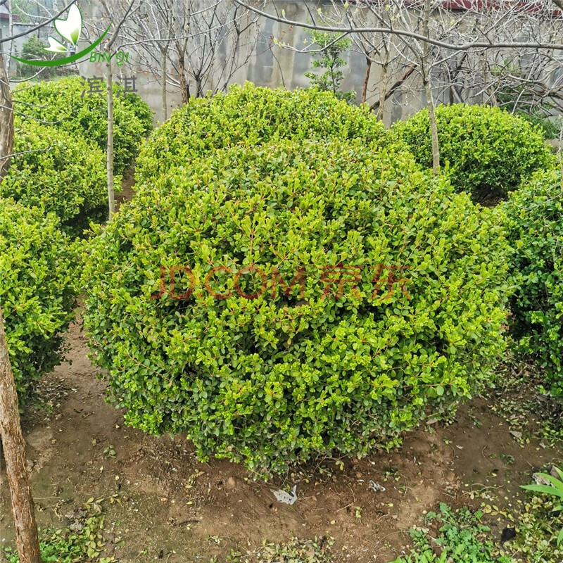 濱淇 小葉瓜子黃楊庭院綠化苗木樹苗四季常綠庭院綠化植物綠籬樹種