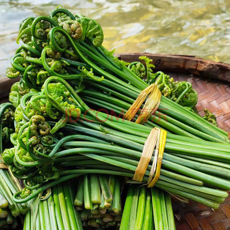 鑫勇泰 广西桂林正宗特产水蕨菜新鲜现采清明农家食用凉拌野菜河边