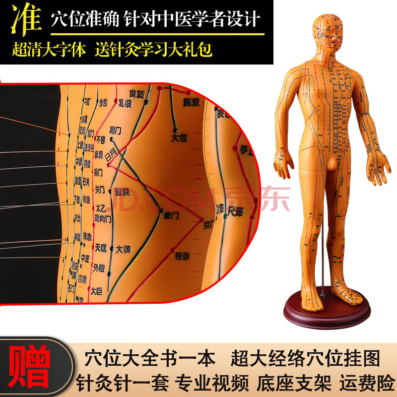 政河針灸穴位人體模型 經絡穴位模特圖全身中醫十二銅人扎針小皮人