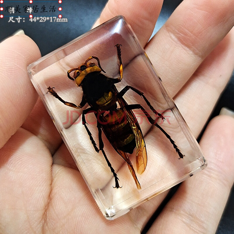 树脂标本琥珀蝗虫螃蟹金龟子蜜蜂苍蝇蚂蚁蜘蛛贝类摆件 明黄色 胡蜂