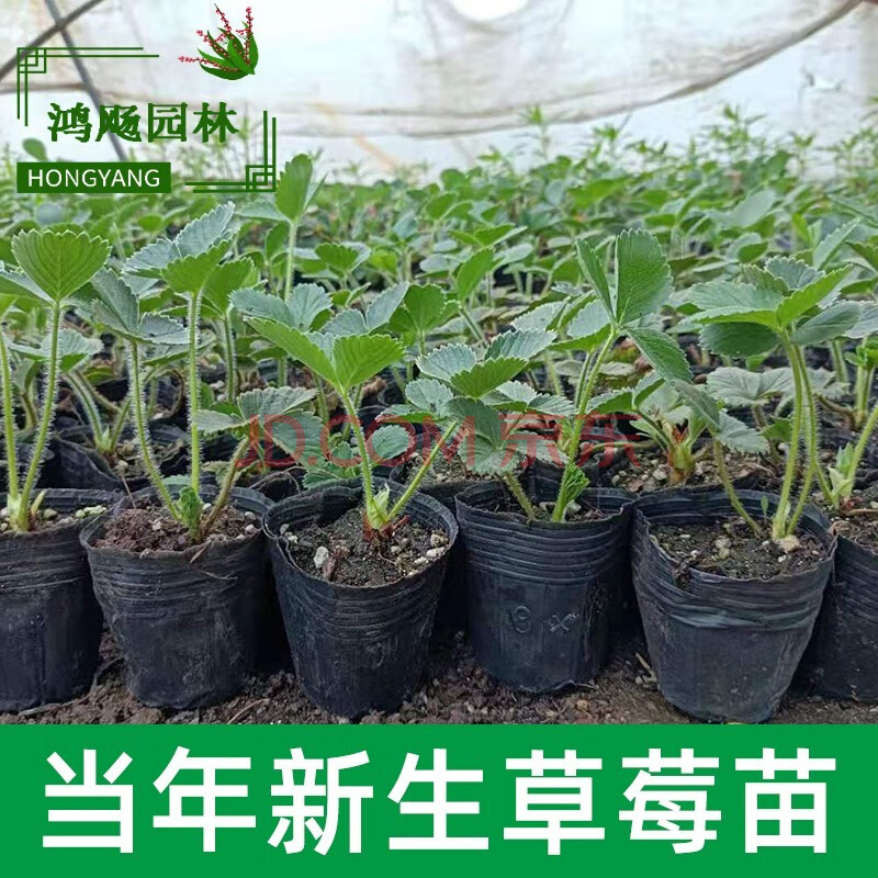 鸿飏 草莓苗盆栽四季草莓南北方露天种植食用奶油红颜大棚栽秧苗当年
