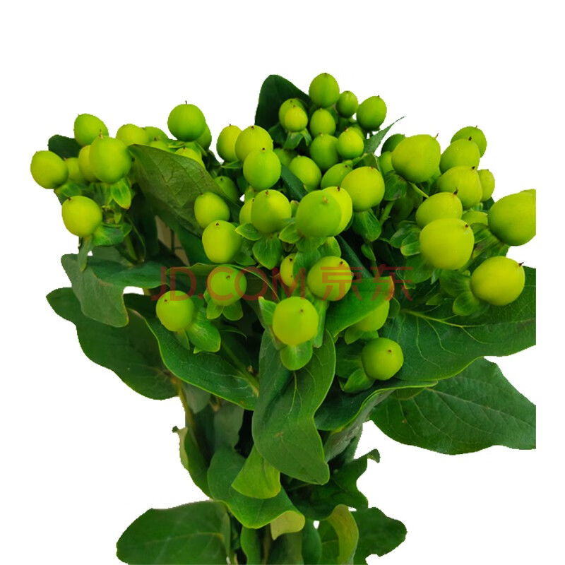 晓芳 进口火龙珠 相思豆10支 (运费自理) 进口绿豆