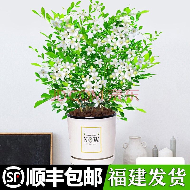 菜友 九里香盆栽盆景老樁濃香四季植物七里香樹苗室內好養花卉驅蚊