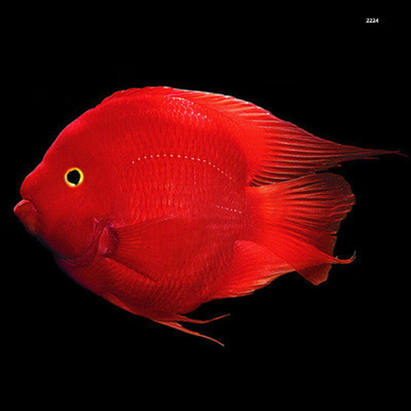 荣郁耐活观赏迷你血鹦鹉鱼一对可繁殖冷水苗金鱼财神鱼淡水活鱼金刚红