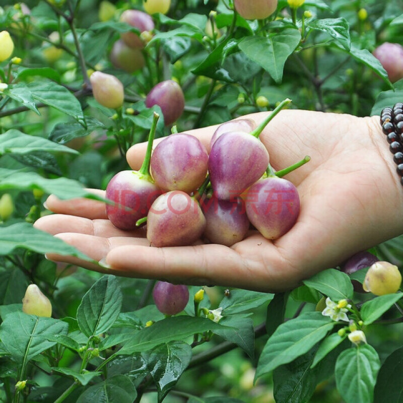湖南七彩椒泡辣椒现摘新鲜自制广西特产酱油五彩小圆灯笼泡椒瓶装280g