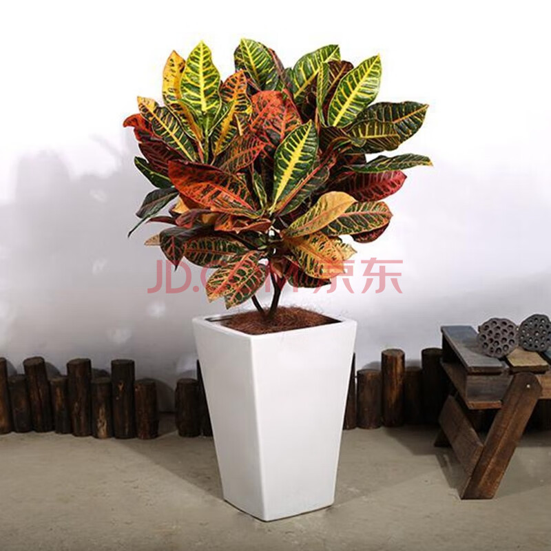 4年大苗室内盆栽彩色变色木彩叶苗木盆栽花卉植物好养活的花卉盆栽