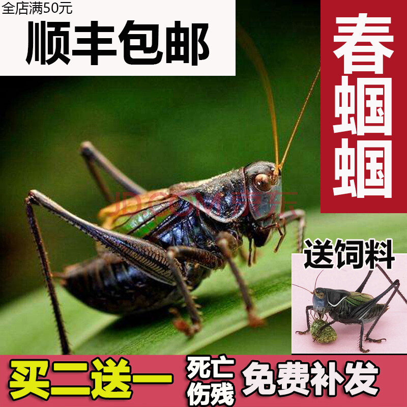 蝈蝈活 鸣虫新脱活虫超大铁皮叫蝈蝈天津绿大肚子翡翠平谷冬蝈蝈 中号