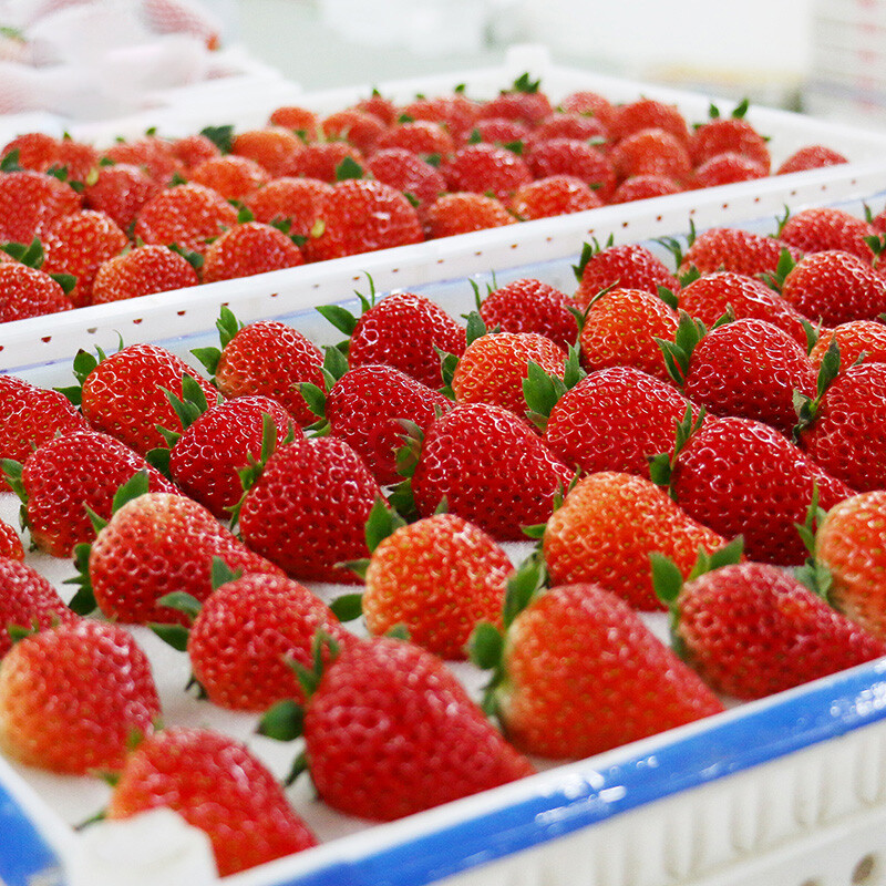 丹东99草莓3斤大果新鲜应当季水果红颜大草莓 1000g