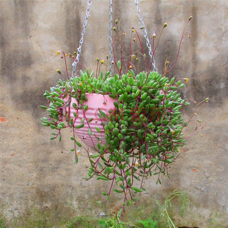 界梁山多肉植物吊兰盆栽垂吊紫玄月 吊兰 特大 紫玄月多肉 佛珠多肉