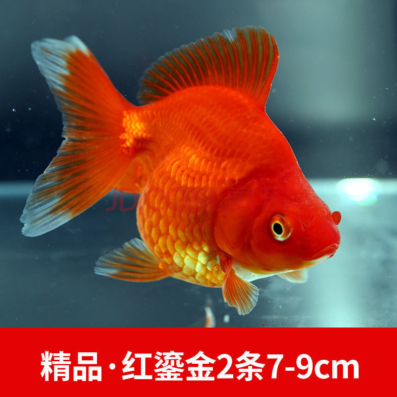 工匠頭小金魚淡水魚種寵物耐活批發錦鯉觀賞活體獅子頭冷水魚苗好養