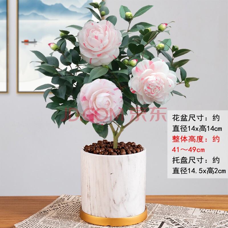 白十八學士茶花樹苗盆栽植物室內陽臺花卉好養四季開花山茶花盆景h