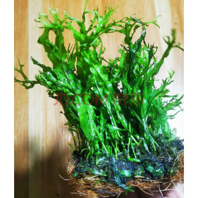 丹麦细叶铁皇冠大叶绿九冠水下叶不用二氧化碳四季淡水阴性水草 鹿角
