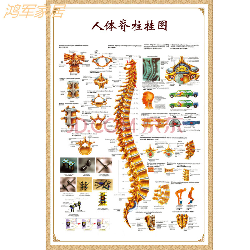 醫學骨骼圖肌肉掛圖脊柱血管分佈圖人體肌肉神經系統人體內臟穴位