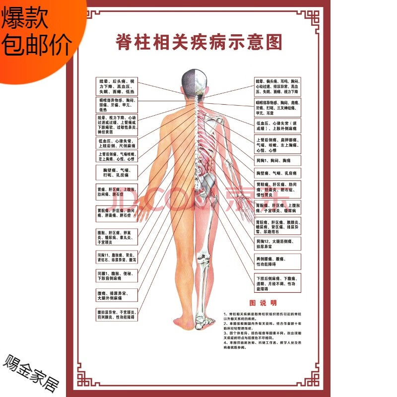 薩夫百德 人體骨骼圖掛圖器官內臟結構圖海報脊柱圖解肌肉分佈解剖圖