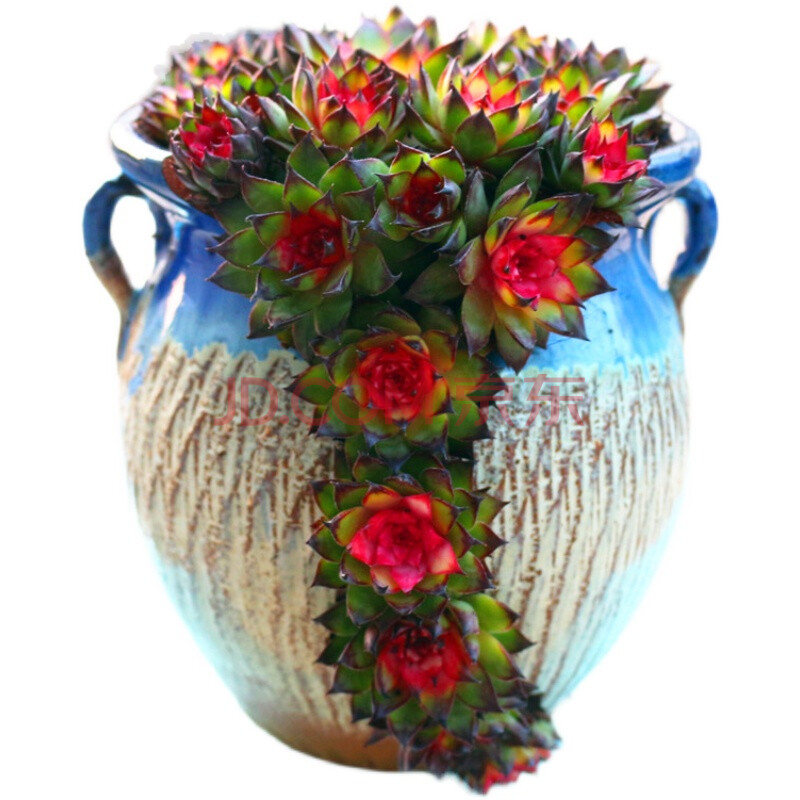 七彩红心观音莲锦 老桩好养办公室窗台 绿植花卉盆栽 非主图瓷盆 宽幅