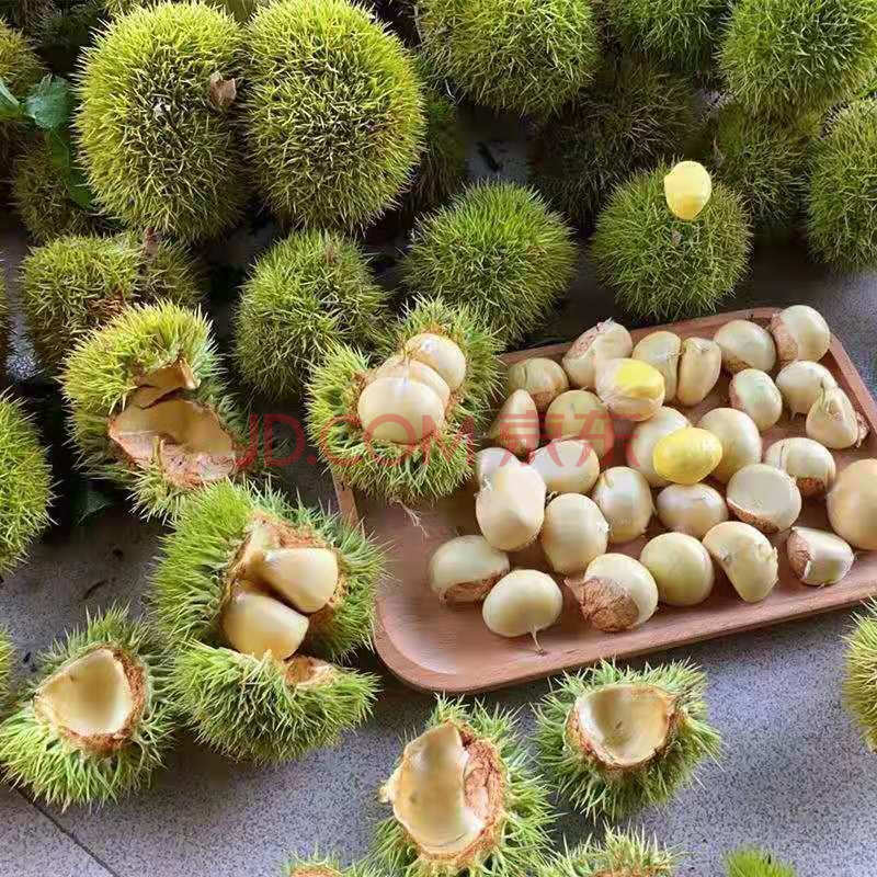 现摘现发嫩栗子白皮新鲜生板栗白壳毛栗子新货带刺