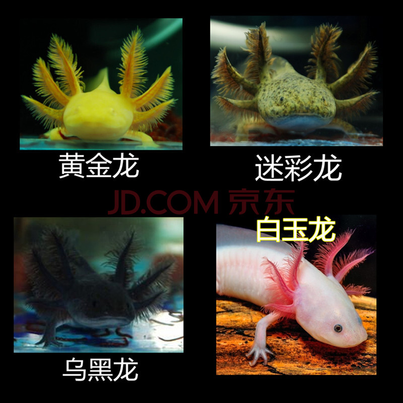 六角恐龙鱼颜色分类图片
