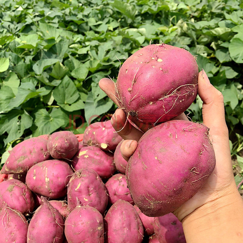 海南澄迈桥头沙地地瓜有机富硒新鲜现挖板栗番薯农家特产水果圆果
