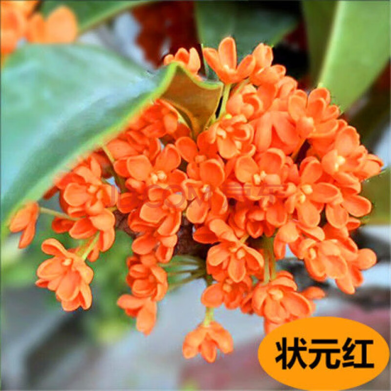 季开花桂花树苗盆栽庭院绿化美观浓香型花卉绿植室内好养异活 状元红