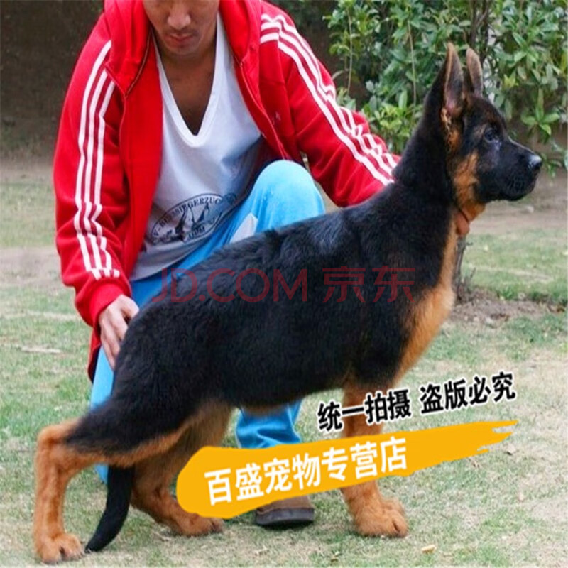 大型德國牧羊犬幼犬純種 出售德牧活體小幼崽 黑背寵物狗狗 s級